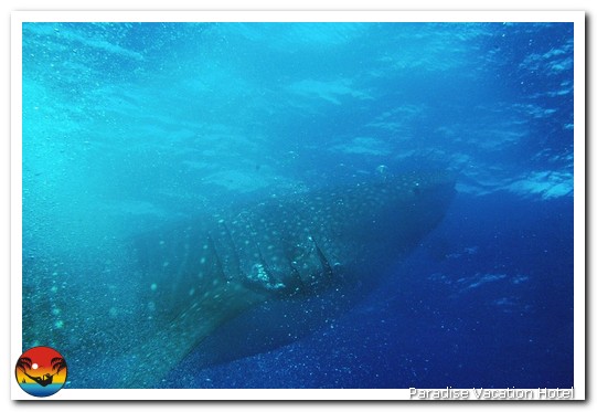 Whale Shark seen on dive trip out of Placencia, Belize by Alan Stamm
