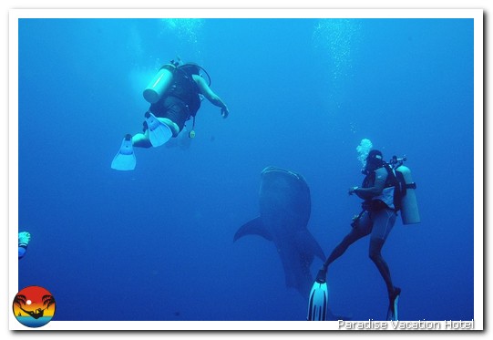 Whale Shark next to two divers on trip out of Placencia, Belize by Alan Stamm