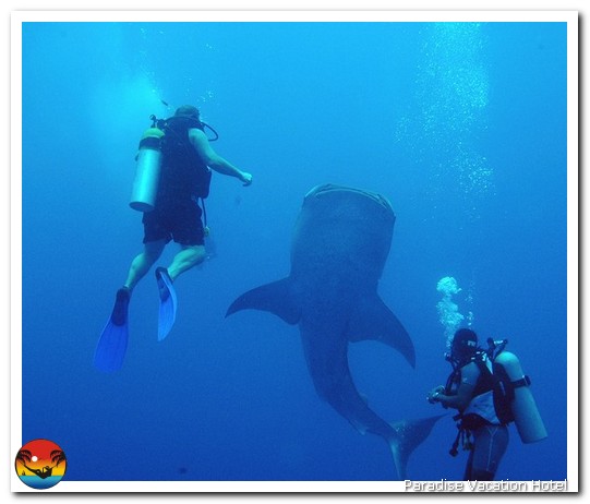 Whale Shark next to two divers on trip out of Placencia, Belize by Alan Stamm