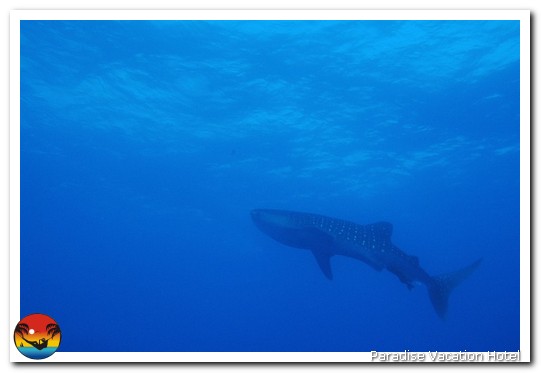 Whale Shark seen on dive trip out of Placencia, Belize by Alan Stamm