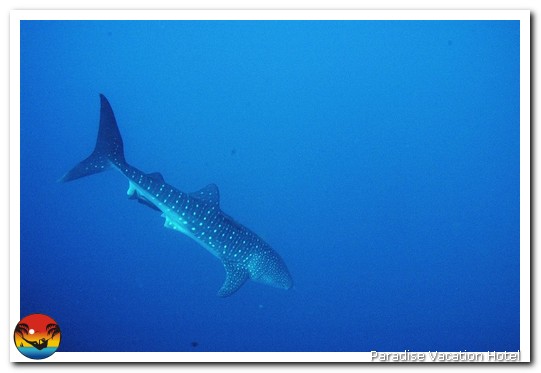 Whale Shark seen on dive trip out of Placencia, Belize by Alan Stamm