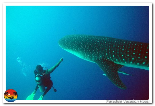 Whale Shark seen on dive trip out of Placencia, Belize by Alan Stamm