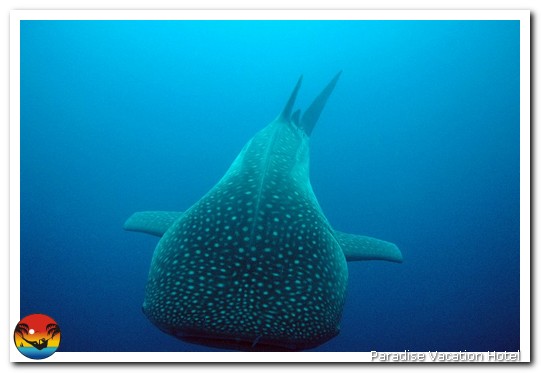 Whale Shark seen on dive trip out of Placencia, Belize by Alan Stamm