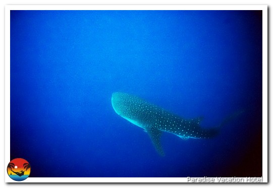 Whale Shark seen on dive trip out of Placencia, Belize by Alan Stamm